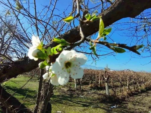 Manisa’ya yalancı bahar geldi ağaçlar çiçek açtı
