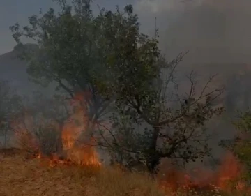 Mardin’de ağaçlık alanda çıkan yangın söndürüldü
