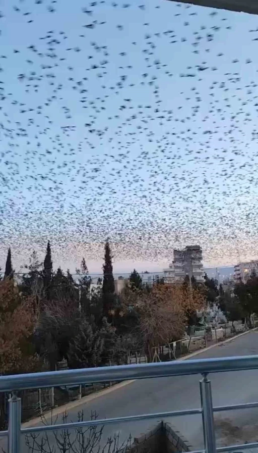 Mardin’de sığırcık kuşlarından görsel şölen
