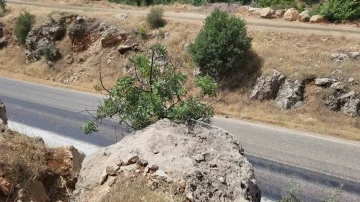 Menengiç bitkisi toprağa ulaşmak için kayayı yaklaşık 2 metre deldi
