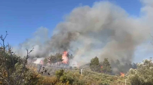 Menteşe’de orman yangını, söndürme çalışmaları sürüyor
