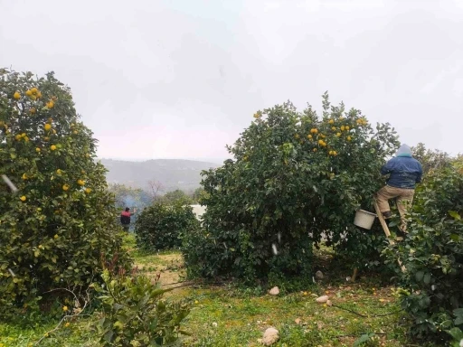 Mersin’de kar altında limon hasadı
