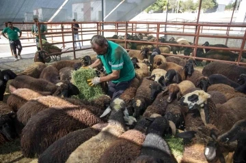 Mersin’de üreticiler, küçükbaş hayvan desteği ile işletme sahibi oluyor
