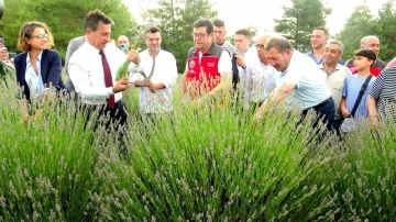 Muğla’da Lavanta Şenliği Büyük İlgi Gördü