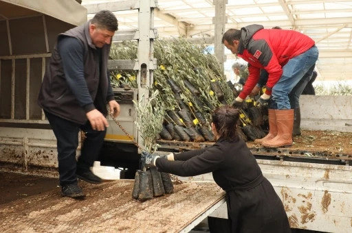 Muğla’da 20 bin zeytin fidanı toprakla buluştu
