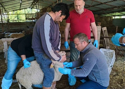 Muğla’da akabane hastalığına karşı önlemler alındı
