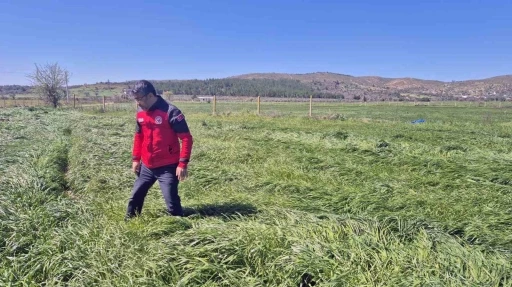 Muğla’da ‘Buğday Süne Zararı’ kontrolleri yapıldı
