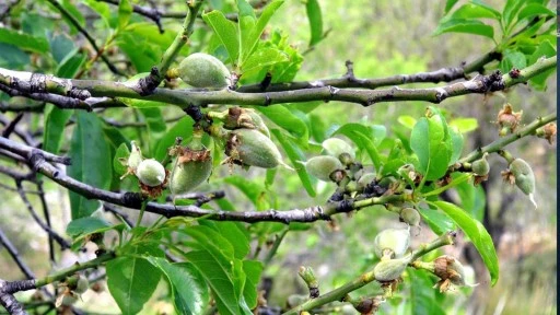 MUĞLA'DA ERKEN ÇİÇEK AÇAN BADEMLERDE DON KORKUSU