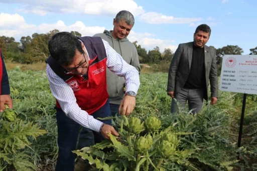 Muğla’da hedef 12 ay Enginar üretimi