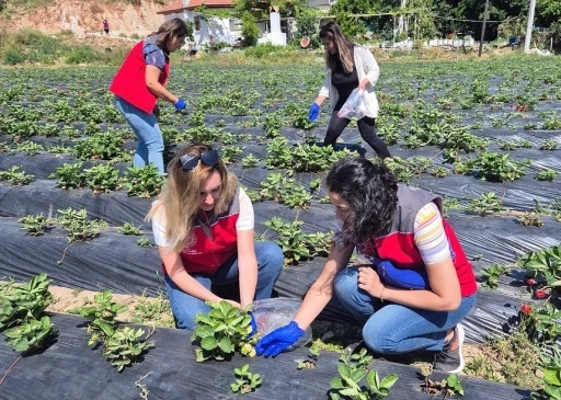 Muğla’da Pestisit Denetimleri