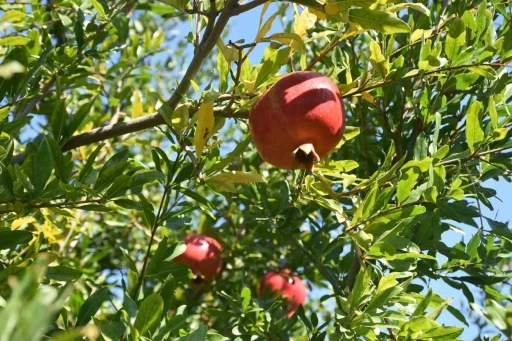 Muğla’dan Nar İhracatına Büyük Katkı