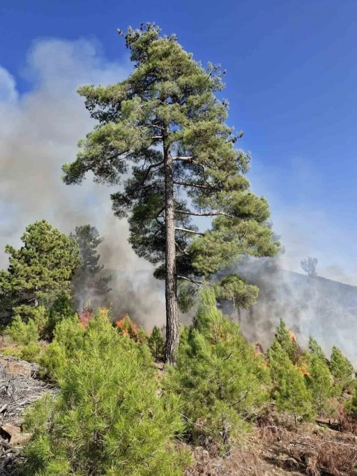 Muğla’nın Köyceğiz ilçesinde orman yangını
