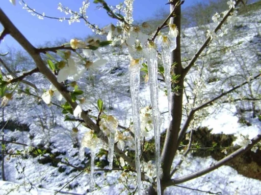 Muğla’nın sahil kesimlerine zirai don uyarısı
