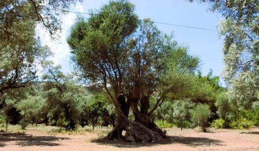 Muğla, ülke Zeytin Haritası’nda 3. sırada