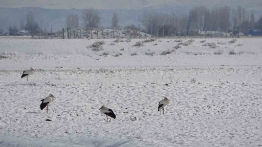 Muş’ta leylekler dondurucu soğuklara rağmen göç etmedi
