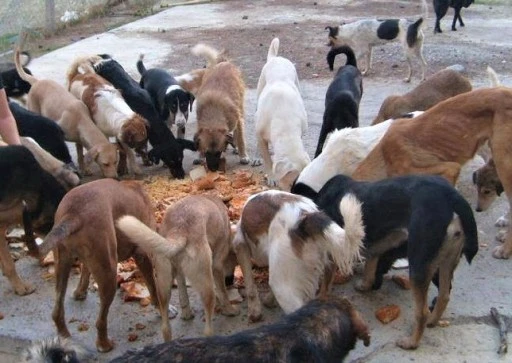 GEBZE'DE HAYVAN KATLİAMINA TEPKİLER BÜYÜYOR