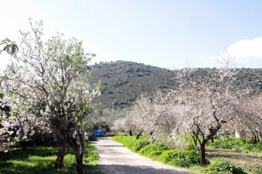 DATÇA’YA BADEM BAHARI ERKEN GELDİ