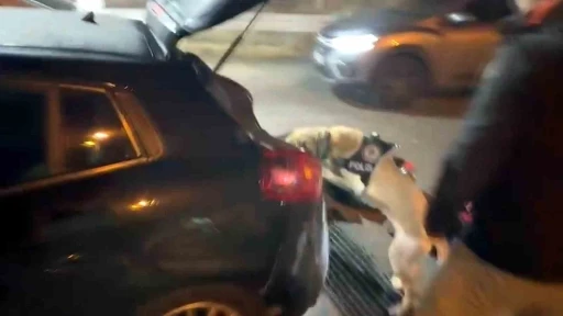 Narkotik köpeği Jack zehir tacirlerine göz açtırmadı
