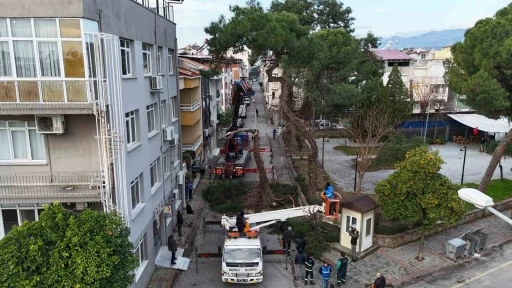 Nazilli’de tehlike oluşturan çam ağacı kaldırıldı
