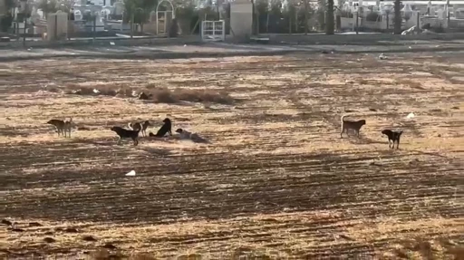 Nusaybin’de başıboş sokak köpekleri okul çevrelerinde tedirginliğe neden oluyor
