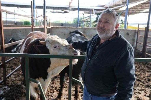 Öfkeli boğanın saldırısından sahibi canını zor kurtardı
