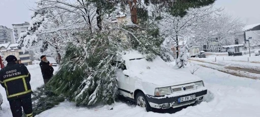 Ordu’da kar yağışı nedeniyle 2 noktada ağaç yıkıldı
