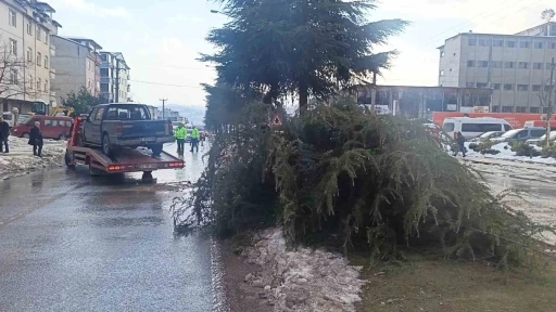 Ordu’da kontrolden çıkan pikap ağaca çarptı: 1 yaralı
