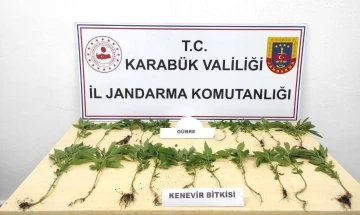 Ormanda kenevirleri sularken suçüstü yakalandı
