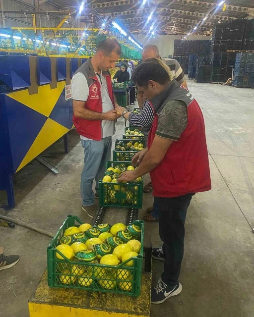 Ortaca'da Nar ve Limon Rekoltesinde Rekor Artış