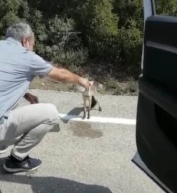 Osmaniye’de susayan tilki yol kesti
