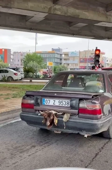 Otomobil bagajındaki kurbanlığın halini görenler gözlerine inanamadı
