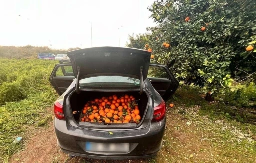 Otomobiliyle portakal çalan şüpheli tutuklandı
