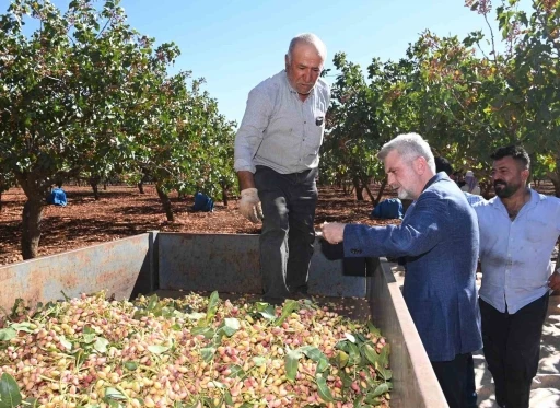 Pazarcık fıstığının tescil süreci başladı
