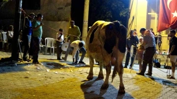 Muğla'da Boğa Güreşlerinde Para Yağmuru!