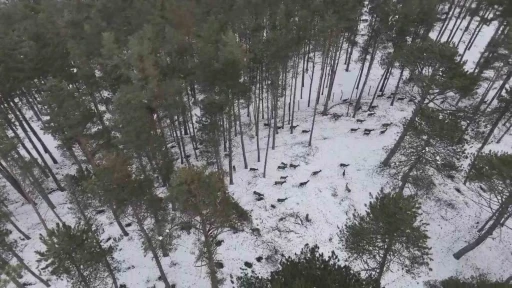 &quot;Doğadaki Cerrah&quot; geyik sürüsünü görüntüledi
