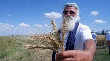 &quot;Parla&quot; Erzurum’da Pasin Ovası’nda başak verdi
