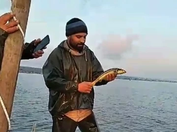 &quot;Vira bismillah&quot; diyen balıkçının ağına nesli tehlike altında olan balık takıldı
