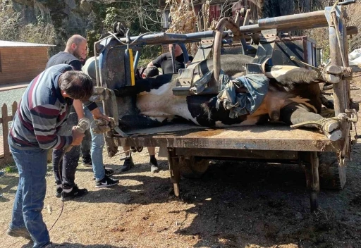 Rizeli boğa sahiplerine güreşler için Aydın’dan nalbant desteği
