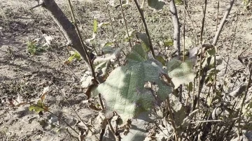 Sakarya’nın o mahallesine yağmur yerine kül ve toz yağıyor
