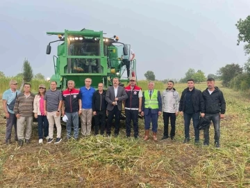 Samsun’da kenevir hasadı
