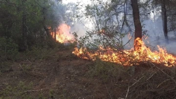 Samsun’da ormanlık alanda yangın: 50 dönüm alan zarar gördü
