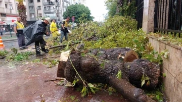 Samsun’da sağanak ağaç devirdi
