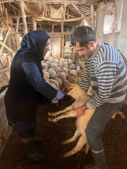 Sandıklı’da küçükbaş hayvanlar aşılanmaya başladı
