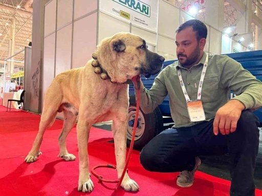 Şanlıurfa’da çobanların vazgeçilmezi: Guregh köpekleri
