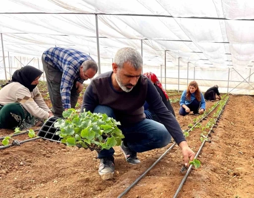 Şanlıurfa’da sebze fideleri seralarda toprakla buluştu
