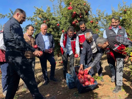 Şanlıurfa’da üretilen Hicaz Narı dünyaya ihraç ediliyor
