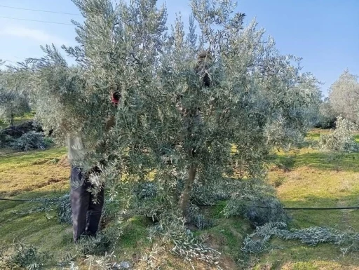 Sarıgöl’de zeytin budama çalışmalarına başkandı
