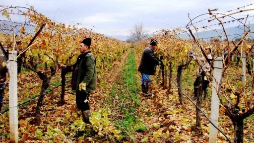 Sarıgöl Ovasında dört mevsim çalışmalar sürüyor
