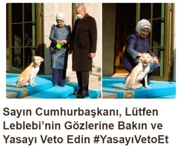 Sayın Cumhurbaşkanı, Leblebi’nin  Gözlerine bakın ve yasayı veto edin