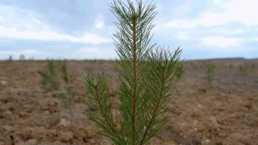 Şehir peyzajlarına Bakanlık standardı geliyor
